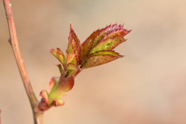 Çin gül tomurcukları