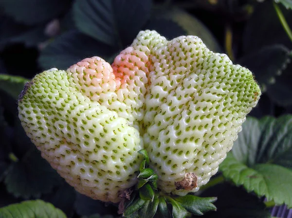 Strawberry — Stock Photo, Image