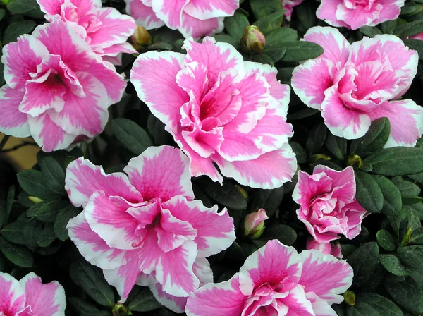 Flores de cuco — Fotografia de Stock