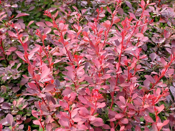 Berberis thunbergii plant — Stock Photo, Image