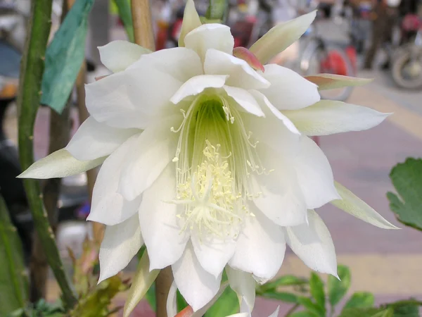 Fioritura fiore di cactus in un giardino — Foto Stock