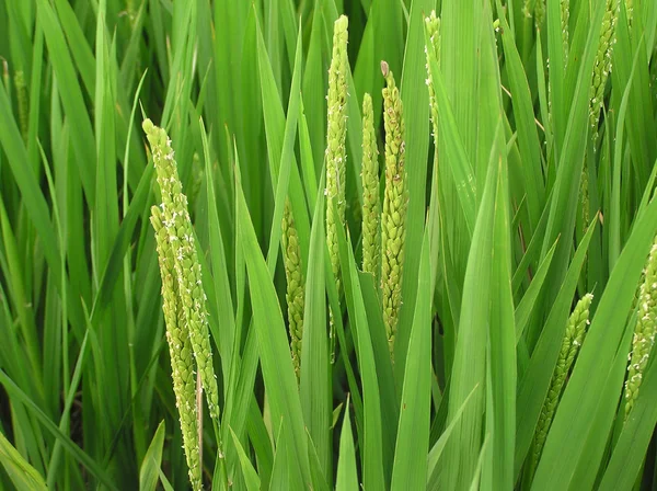 Plantas de arroz —  Fotos de Stock