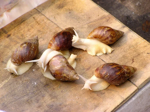 Snails — Stock Photo, Image