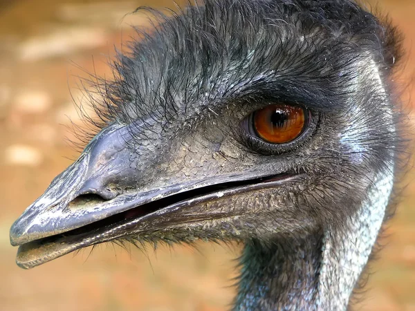 Emu closeup — Stok fotoğraf