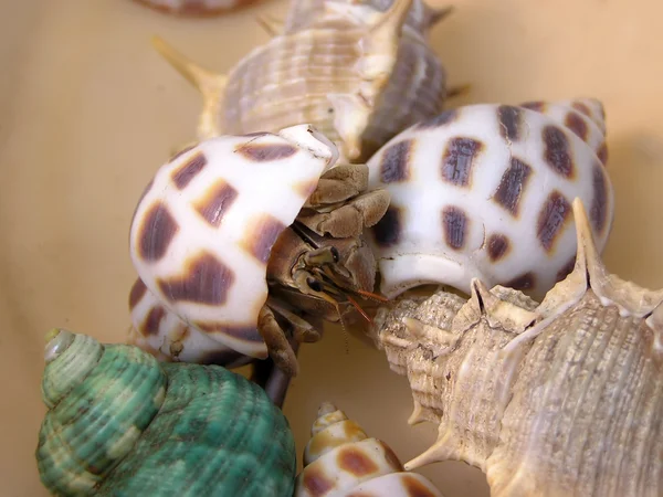 Hermit crabs — Stock Photo, Image