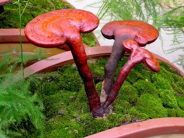 Ganoderma Lucidium
