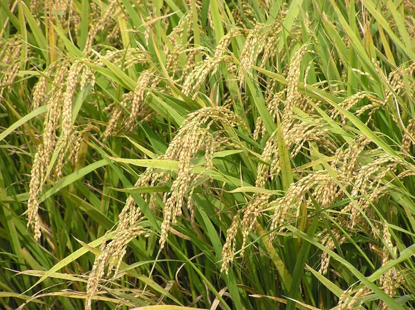 Paisajes de arroz —  Fotos de Stock