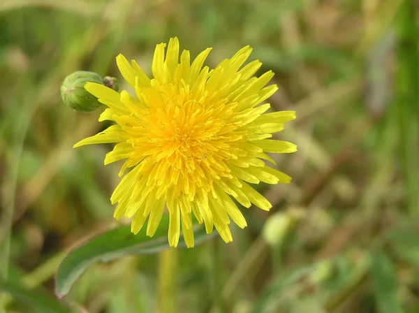 Fleurs de pissenlit — Photo