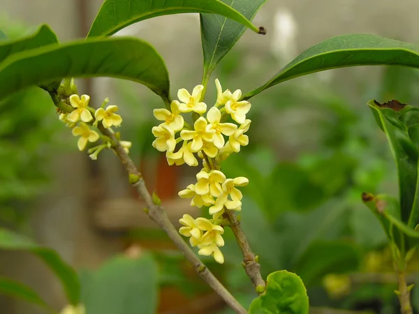 Osmanthus fragrans