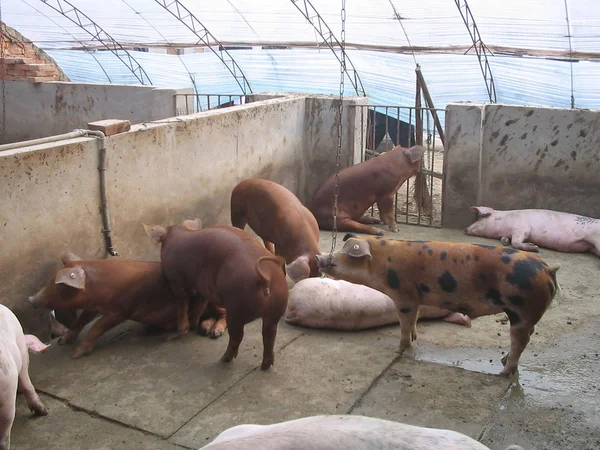 Mageres Schwein in einem Schweinemastbetrieb — Stockfoto