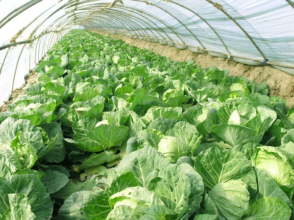 Cabbage vegetables in arch shed, China — Stock Photo, Image