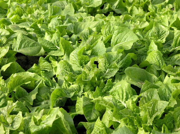 Alface de espargos em estufas vegetais, China — Fotografia de Stock