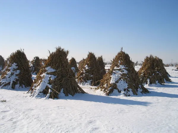 玉米秸秆在雪地里，在一个农场，中国 — 图库照片