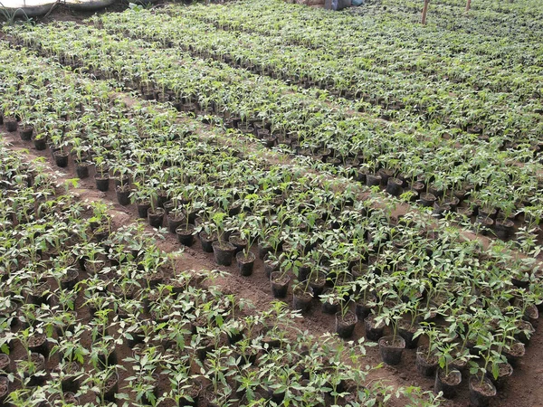 Semis de tomates dans une pépinière — Photo