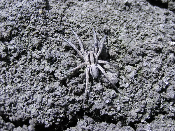 Lycosidae — Stock fotografie