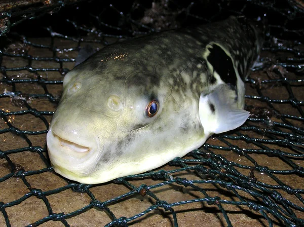 Closeup of fugu — Stock Photo, Image