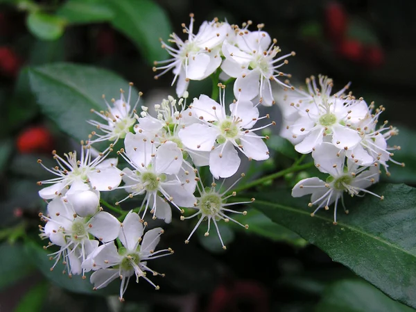 Pyracantha fortuneana Rosaceae — Stock Photo, Image