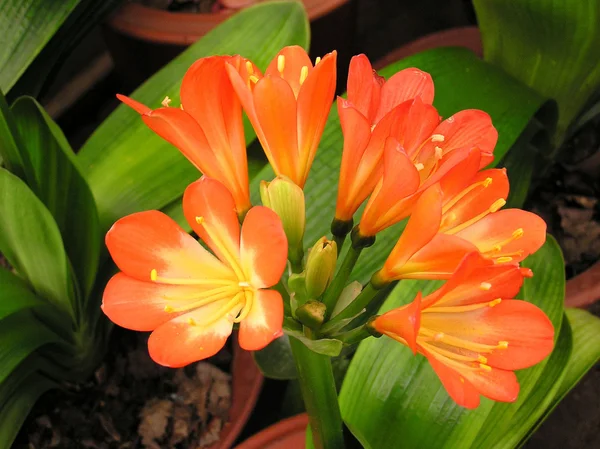 Flores de Clivia — Foto de Stock