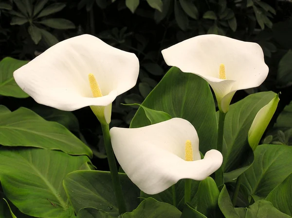 Fiore di Calla giglio — Foto Stock