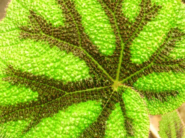 ベゴニアの葉 — ストック写真