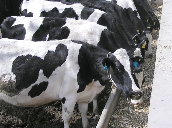 Vacas en una granja —  Fotos de Stock