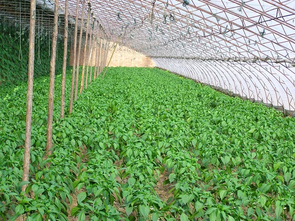 Paprika plantor i växthusgrönsaker på en gård — Stockfoto