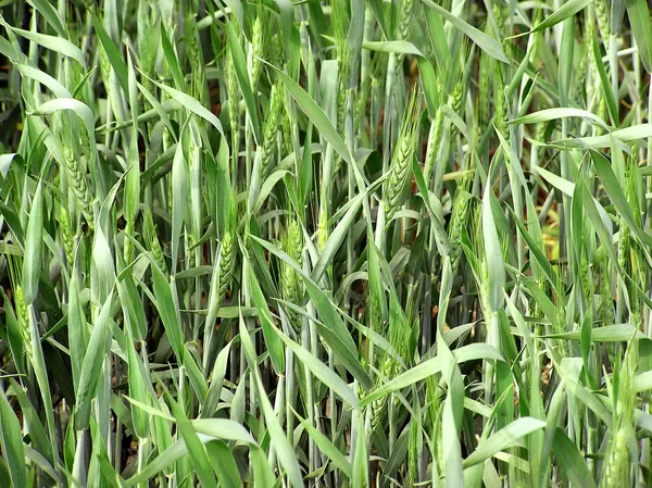 Closeup of Wheat — Stock Photo, Image