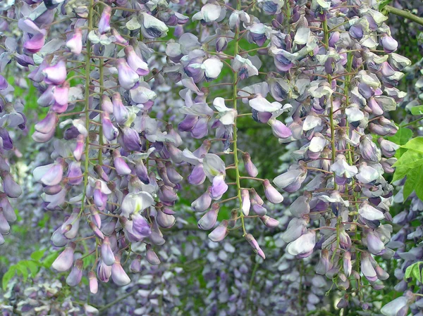 Bourgeon de fleurs de glycine dans un jardin — Photo