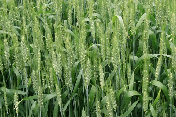 Closeup of Wheat — Stock Photo, Image