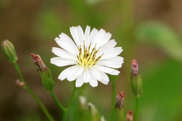 Ixeris chinensis