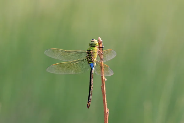 A dragonfly resting in the branches — Stock Photo, Image