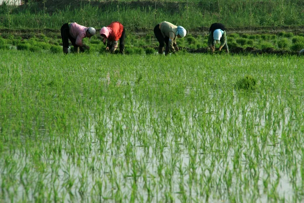 Rice seedlings and farmers — Stock Photo, Image