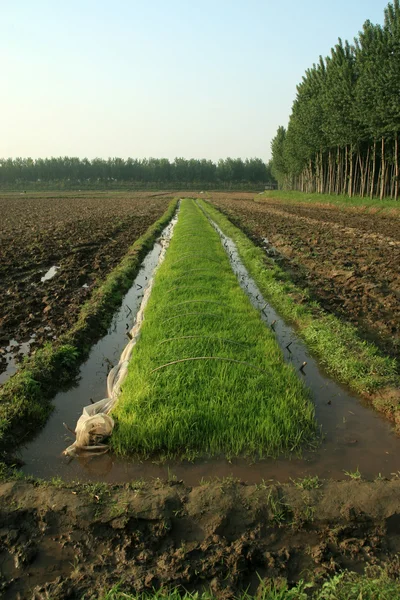 Rice seedbed — Stock Photo, Image