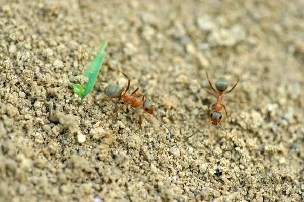 Fourmis brunes mercerisées — Photo