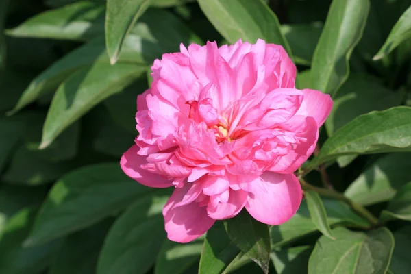 Flores de peonía herbácea — Foto de Stock