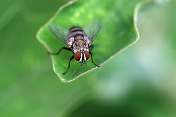 Zbliżenie Fly — Zdjęcie stockowe