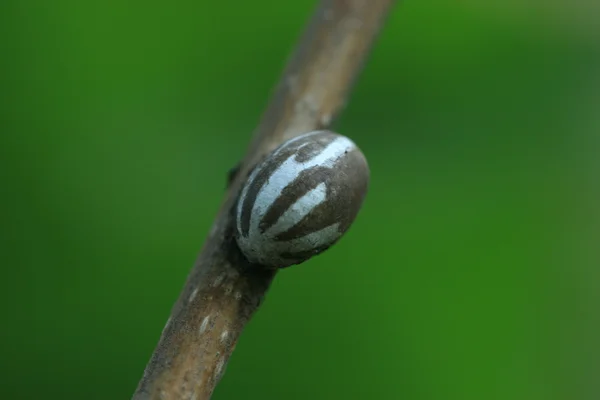 鳞翅目昆虫蛋 — 图库照片