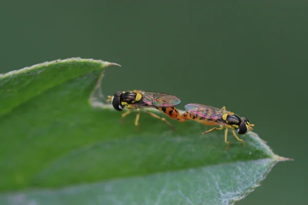 Dos insectos de apareamiento en la hoja en la naturaleza, los insectos sirfidos —  Fotos de Stock