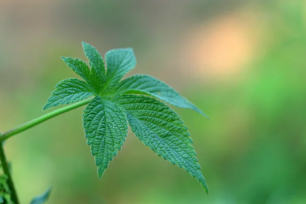 Humulus leaves — Stock Photo, Image