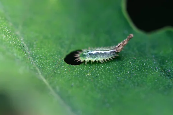 Cassida nebulosa — Zdjęcie stockowe