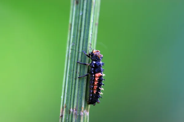 Uğur böceği böcek pupa bir tesisi — Stok fotoğraf