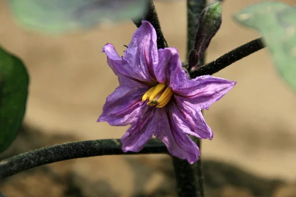 Patlıcan çiçeği — Stok fotoğraf