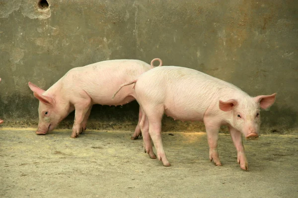 Porc vivant dans une ferme, Chine du Nord — Photo