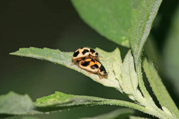 Coccinella — Foto Stock