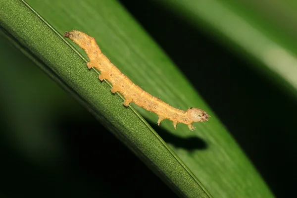 Larvas de insetos — Fotografia de Stock