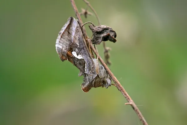 Böcekler üzerinde vahşi, makyaj dallarında ölü yaprak haline — Stok fotoğraf