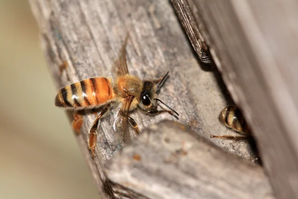 Closeup of bee — Stock Photo, Image