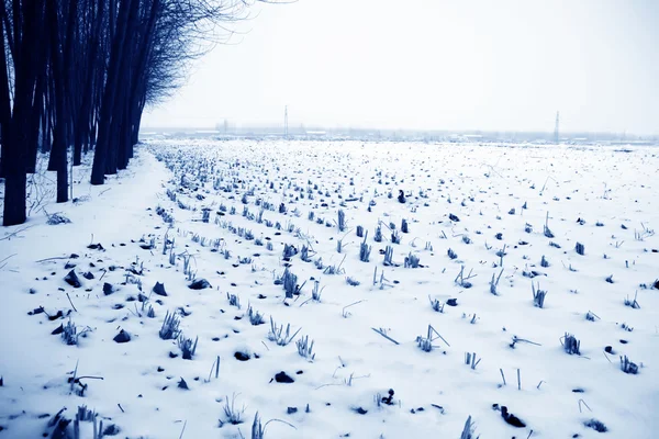 Ρύζια πεδίο στο χιόνι το χειμώνα — Φωτογραφία Αρχείου