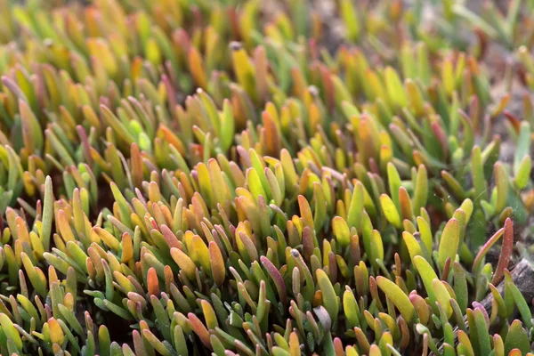 Weeds seedlings — Stock Photo, Image