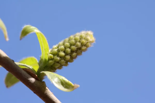 Saule pousses saules dans le ciel bleu — Photo